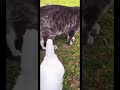 Why Chicken Bite Cat And Dog Short