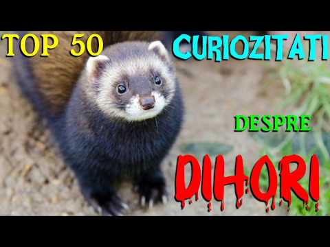 , title : 'Top 50 curiozități despre DIHORI'
