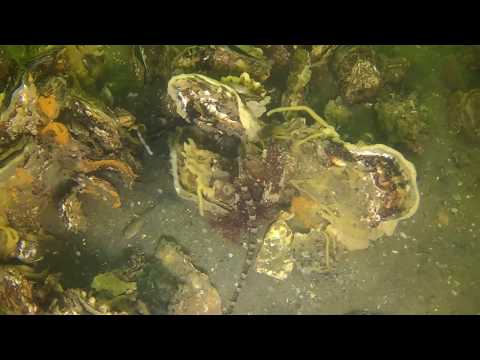 St Annaland 20 aug Ben Linders