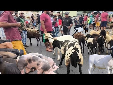 FEIRA DE ANIMAIS DE UMBUZEIRO PARAÍBA 28/02/2026 MUITOS ANIMAIS 
