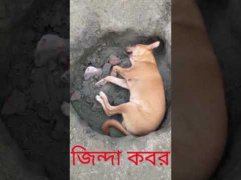 Street Dogs | Episode – 29