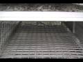 Pigeon Racing Philippines SRPC