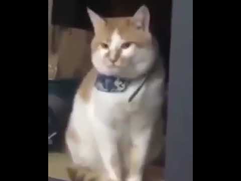 Meowing cat but it’s cod zombies