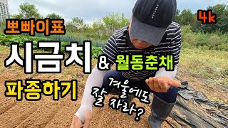 [4k] 시금치와 월동춘채 씨앗으로 줄뿌림 파종하기 / 뽀빠이도 즐겨먹는 시금치 / 겨울농사 시작