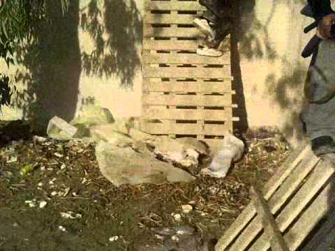 اشتباكات بين كتيبة سيف الرسول التابعه للواء رمضان باشا شلاش وقوات النظام في مدينة الصبخة في ريف الرقة الشرقي