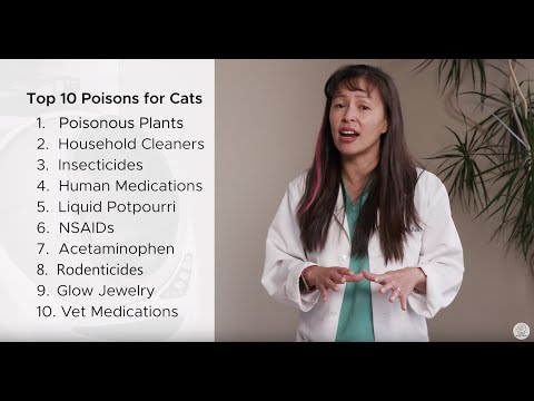 Top 10 Accidental Poisons for Cats | Dr. Justine Lee