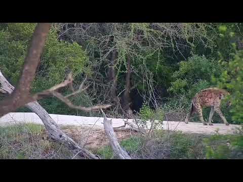Djuma: Lone Hyena walks across the dam wall - 17:30 - 11/12/20
