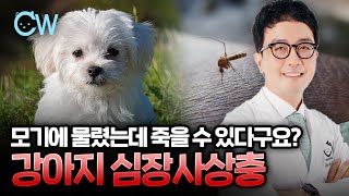 모기에 물렸는데 생명을 잃는다?!? 심장사상충에 안전한 강아지는 없습니다!