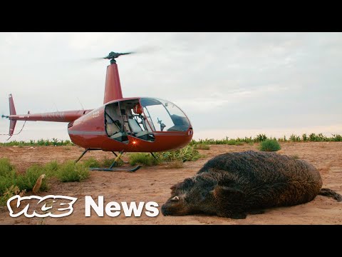 野豬肆虐得克薩斯州，於是遊客從直升機上射擊野豬 (Feral Hogs Are Tearing Up Texas, So Tourists Are Shooting Them from Helicopters)