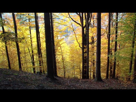 WATAHA...  wersja nr 2  Vedamir  ( 1144 )