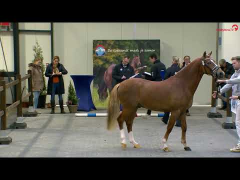 Den Östrik's Dynamic Deniro (Dallmayr K x Kraneveld's Kadans) NRPS aangewezen ponyhengst dresuur '23