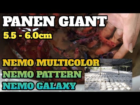 PANEN GIANT NEMO MULTICOLOR