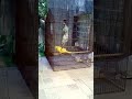Nina Dançando
