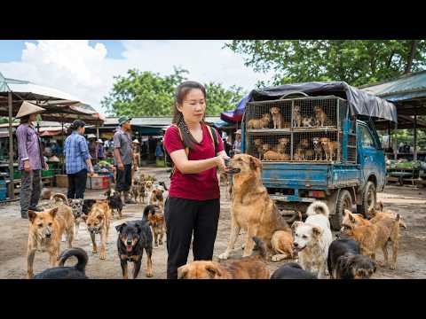 Buy 100+ Dogs From Villagers | Use Truck Transport Many Dogs Go To Countryside Market Sell