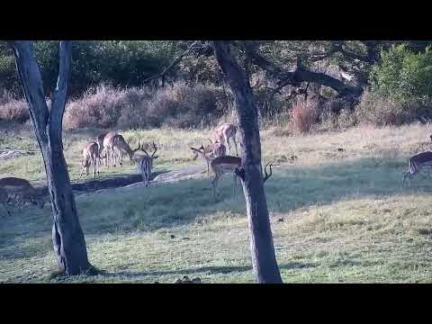 Djuma: Impalas at shallow end of dam - 16:16 - 09/10/2022