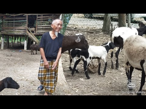 TERNAKAN KIBAS🐍🐐🦙🦙🐐JUAL MURAH JA!!