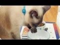 Fancy Cat Drinks With Paw