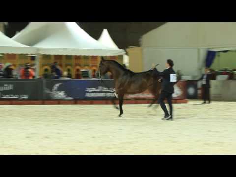 منصور الجلوية في بطولة الرياض