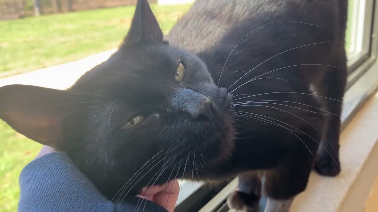 Enlarge Racer, an adopted Domestic Short Hair in Eatontown, NJ video 3/6