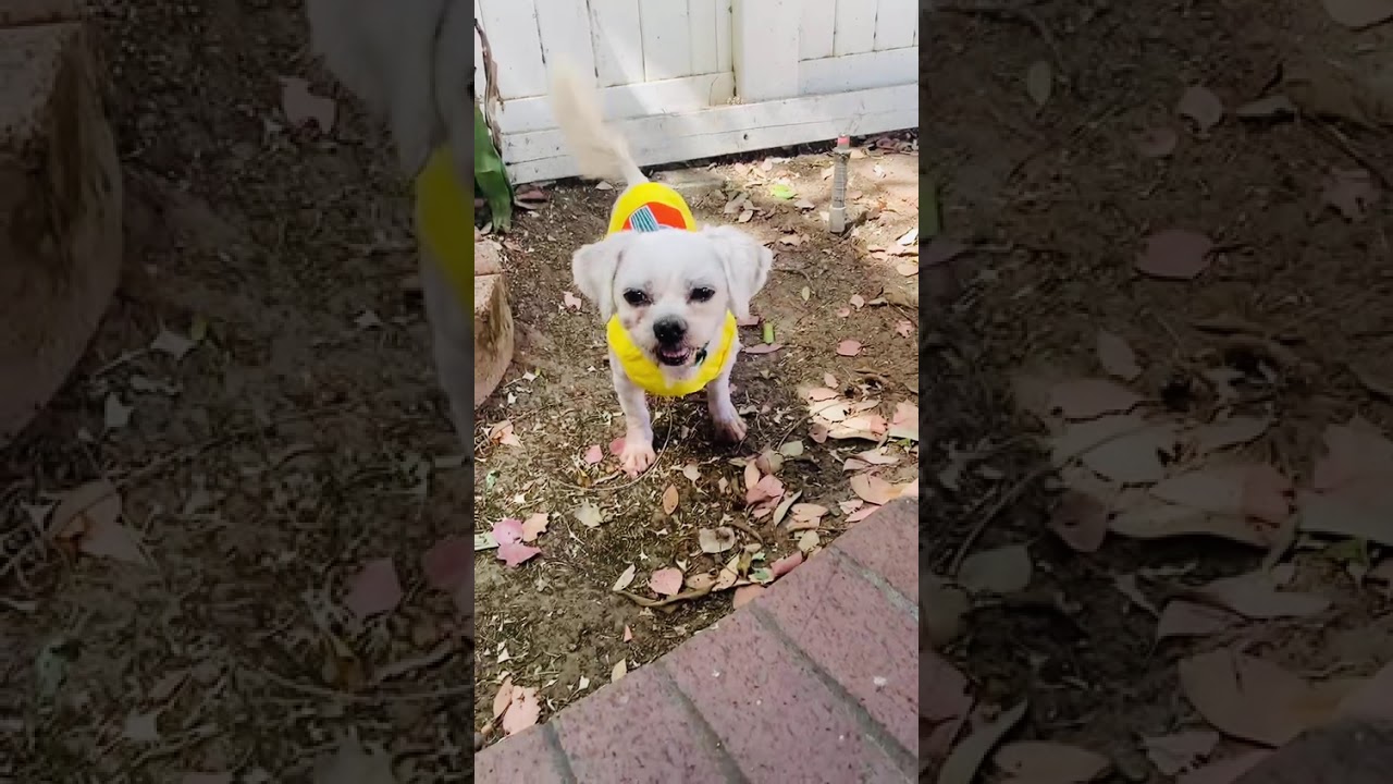 Enlarge Remy, a Adoptable mixed breed in Van Nuys, CA video 4/4
