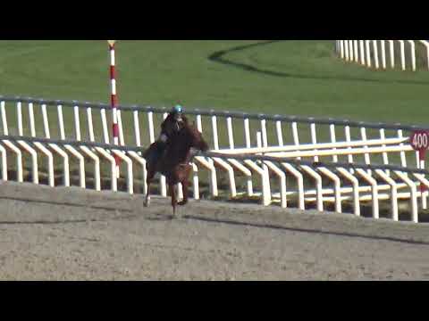 OLYMPIC HARVARD(brz)-REVISTA INVASOR