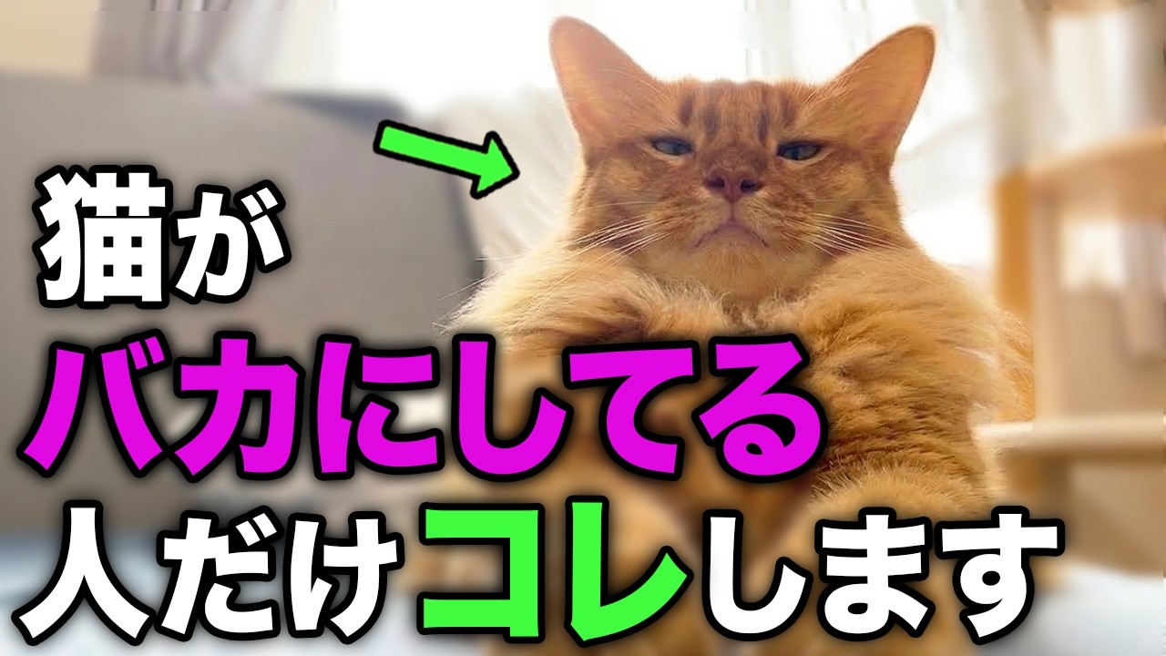 【あなたは大丈夫？】猫に見下されてしまう人の共通点10選