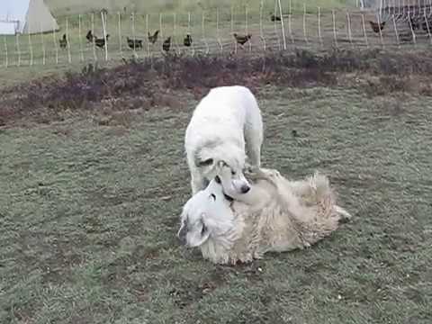 Young Great pyrenees Brothers at Play