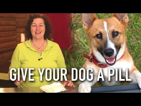 How to give a dog a pill, the easy way.