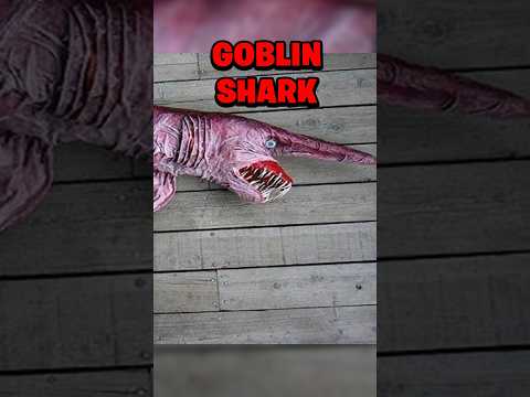 THE MOST TERRIFYING SEA CREATURES THAT EVER EXISTED…😱🌊