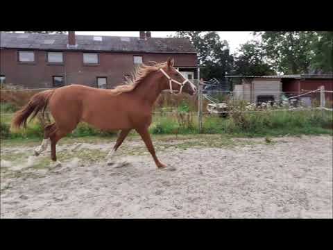 Stute von CALLAHO'S BENICIO x Waterford (Mutter St.Pr.St.) geb. 2017