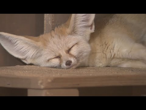 Niabi Zoo officials show off some of their loving couples - YouTube