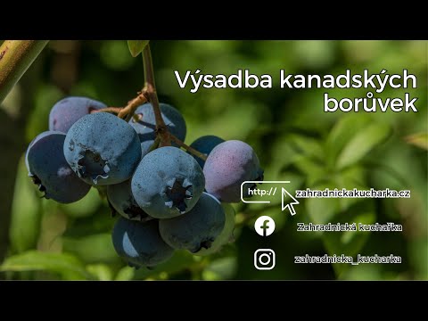 Výsadba kanadských borůvek