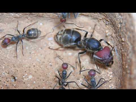 #Camponotus singularis ( colony S ) just arrived first video 15/02/2023