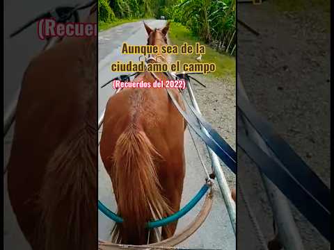 #campo #vinales #pinardelrío #caballos #vida #sana #recuerdos