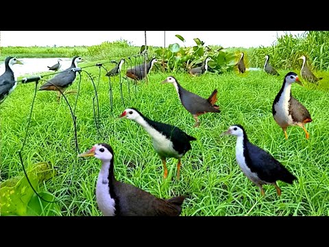 Incredible Bird Catching Trap Method | Shocking Bird Trap with Simple Rope #The_Bird_Kingdom