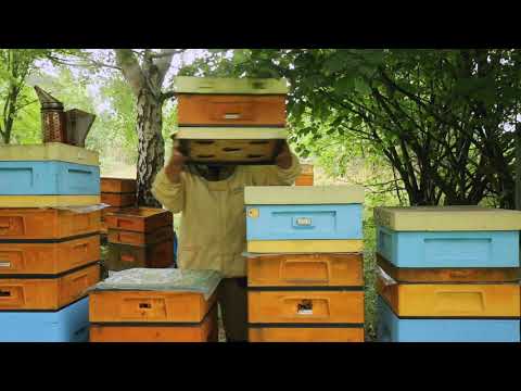 ABC of the apiary part 12 - July honey harvest