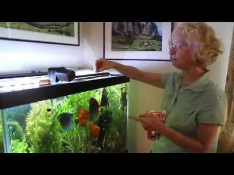 Aquarium Routine Maintenance