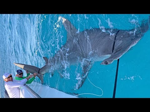 MASSIVE World Record Size Hammerhead Shark Caught Fishing with Greg Norman