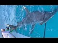 MASSIVE World Record Size Hammerhead Shark Caught Fishing with Greg Norman