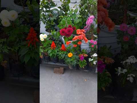 Chrysanthemum, guldaudi flower ,plant , garden #flowers #gardening #viralshort