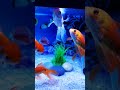 Beautiful Gold Fish Fish Aquarium Setup Gold Fish Tank Setup Shorts Viral Fish Aquarium