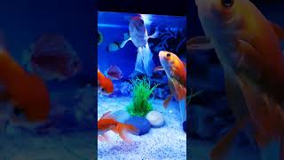 Download lagu Beautiful Gold fish, Fish Aquarium setup, Gold Fish tank setup. #shorts #viral #fish #aquarium mp3