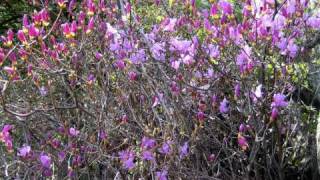 Download lagu エルガー「愛のあいさつ」 Elgar 'Love's Greeting' mp3 Download lagu エルガー「愛のあいさつ」 Elgar 'Love's Greeting' mp3