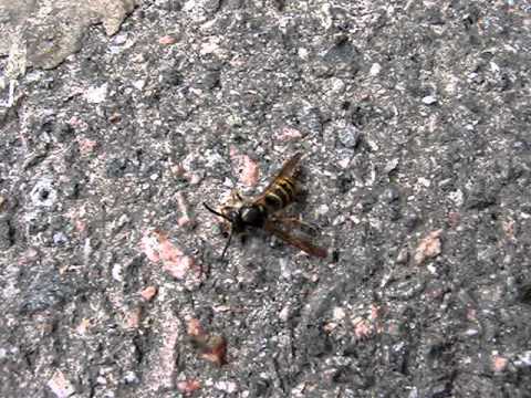 Myror äter geting levande