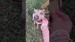 Video preview image #1 American Bulldog Puppy For Sale in Orlando, FL, USA
