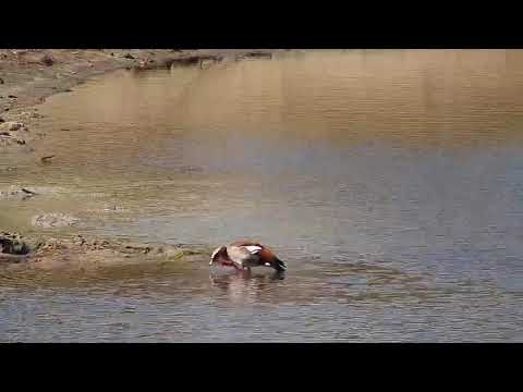 Djuma: Egyptian Geese and Little Grebe - 13:50  - 09/11/20