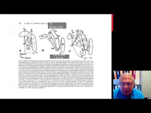 Can The Lateral Pterygoid Muscle Cause Disc Displacement Part 5