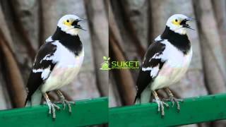 Download lagu Suara Burung Masteran Jalak Hongkong Variasi mp3