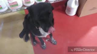 Download Lagu Stamford Dog Trainers / New Haven Dog Trainers / 8 month old Australian Cattle Dog Lab mix, Lando Thumbnail