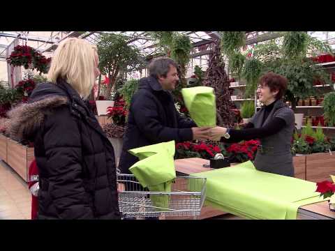 Skötselråd för julstjärna